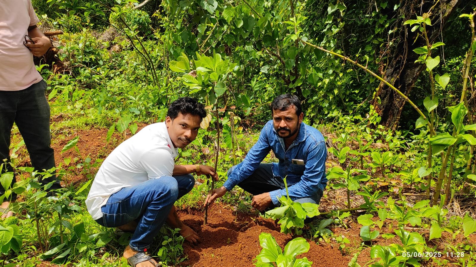 वृक्षारोपण